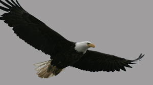 bald eagle